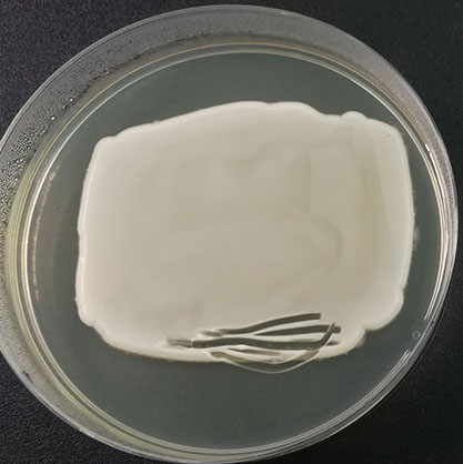 白假丝酵母基因组DNA-北京晶品赛思科技有限公司