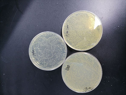 表皮葡萄球菌-北纳生物