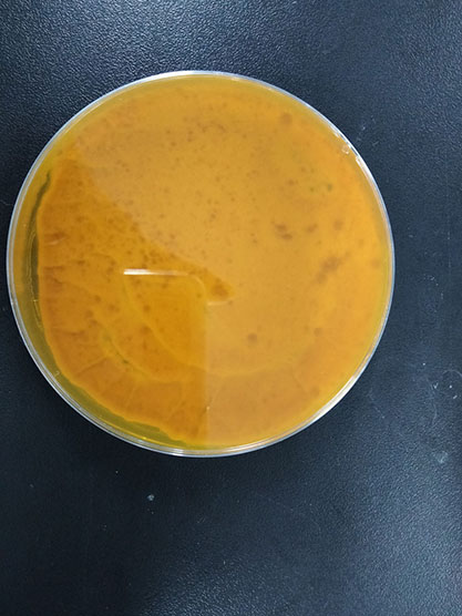 Penicillium guttulosum