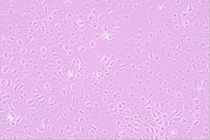罗猴胎肾细胞-北纳生物