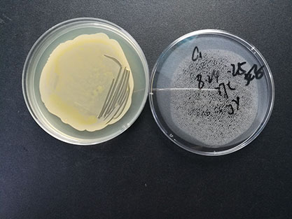 金黄色葡萄球菌-北纳生物