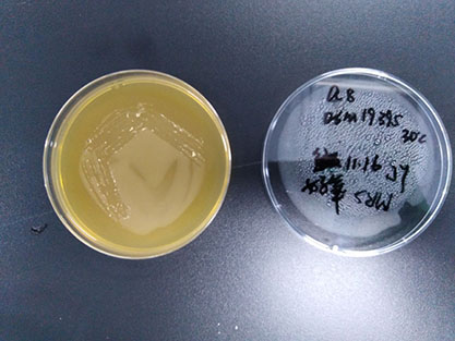 Levilactobacillus zymae