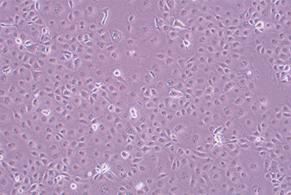 长尾绿猴肾上皮细胞-北纳生物
