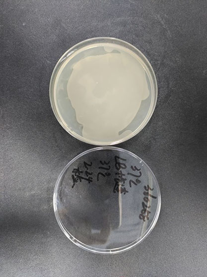 pao1铜绿假单胞菌luc标记质粒型