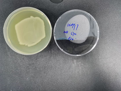 肺炎克雷伯氏菌基因组DNA