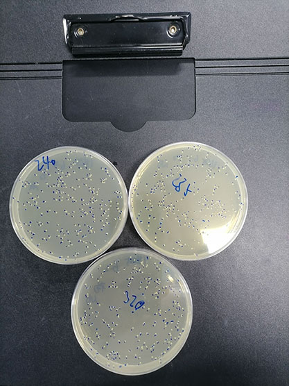Quantitative strain of Staphylococcus aureus-BNCC