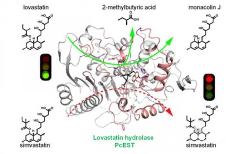 揭示洛伐他汀水解酶催化机制