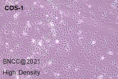 非洲绿猴SV40转化的肾细胞-北纳生物