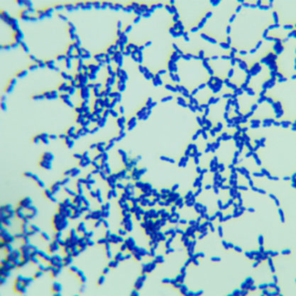 甲型溶血性链球菌-北纳生物