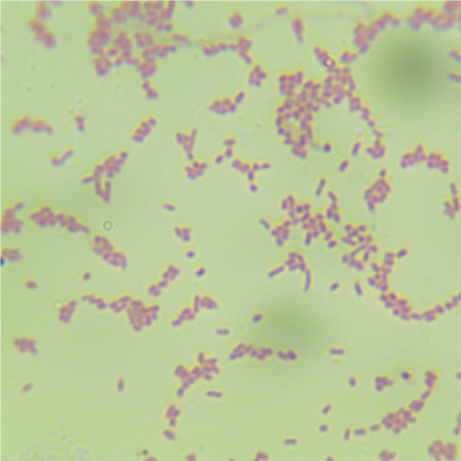 肠炎沙门氏菌-北纳生物