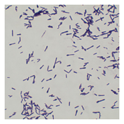 生孢梭菌-北纳生物