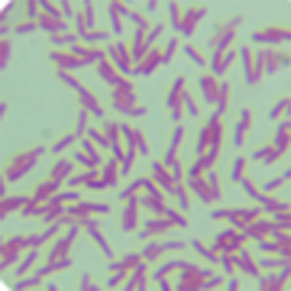 绿脓假单胞菌-北纳生物