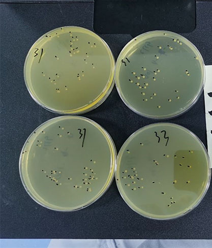 干酪乳杆菌-北纳生物