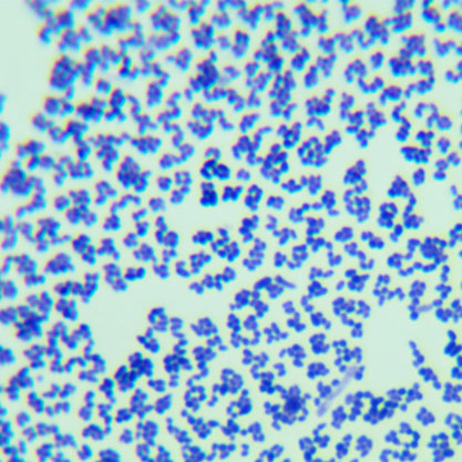 谷氨酸棒杆菌-北纳生物