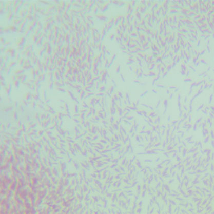 空肠弯曲杆菌亚种-北纳生物