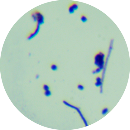 Streptomyces threomyceticus