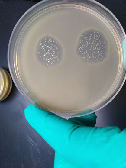 Escherichia coli phage Phi X174-BNCC
