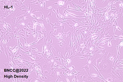 小鼠心房肌细胞-北纳生物