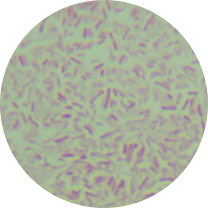 大肠杆菌 K-12 W.3350（携带λ噬菌体C1857）-北纳生物