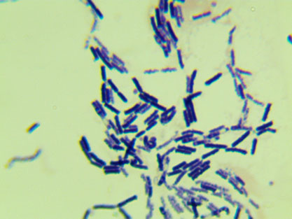 苏云金芽孢杆菌手绘图图片