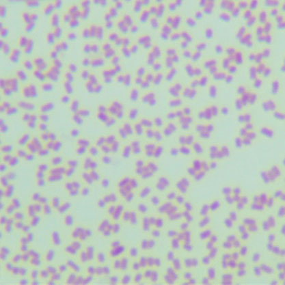 大肠杆菌-北纳生物