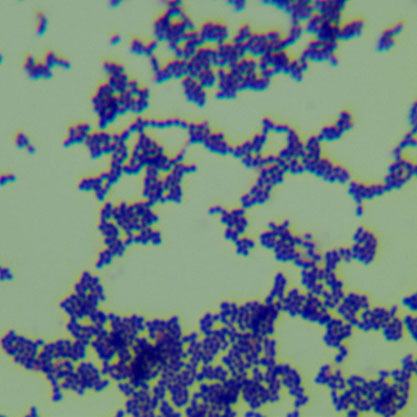 变异链球菌-北纳生物