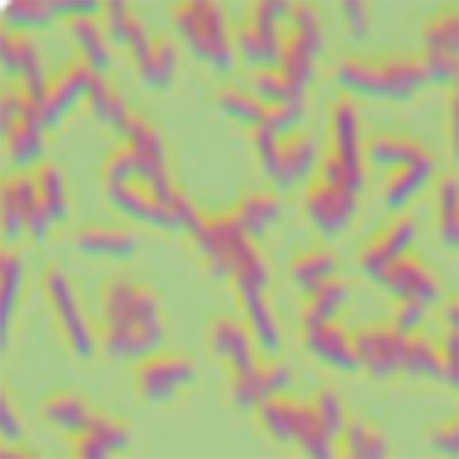 铜绿假单胞菌（绿脓杆菌）-北纳生物