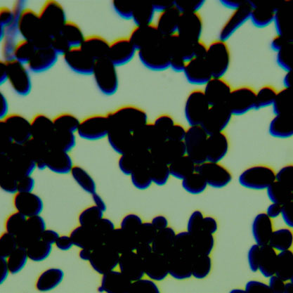 白假丝酵母-北纳生物
