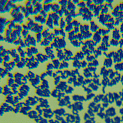 金黄色葡萄球菌亚种-北纳生物