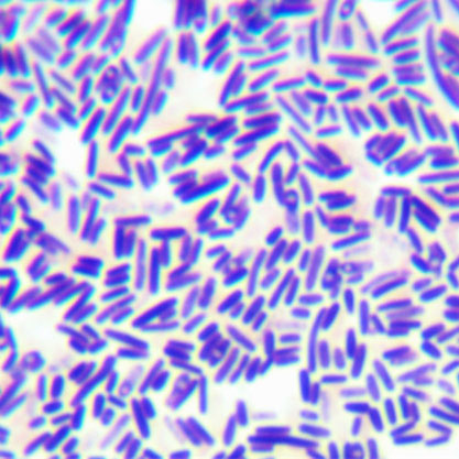 巴氏芽孢杆菌-北纳生物