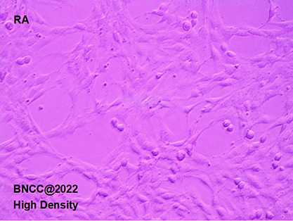 大鼠星形胶质细胞-北纳生物
