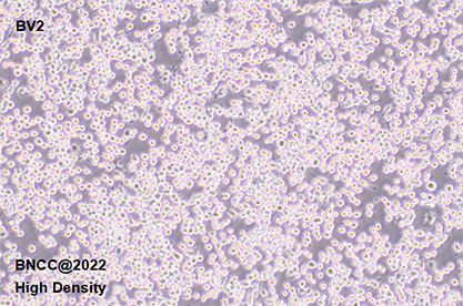 小鼠小胶质细胞-北纳生物