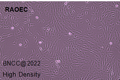 大鼠血管内皮细胞-北纳生物