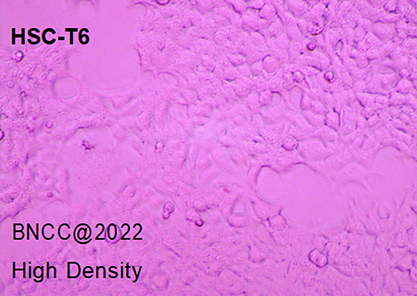 大鼠肝星状细胞-北纳生物