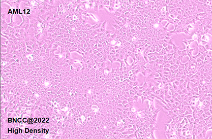 小鼠肝细胞-北纳生物