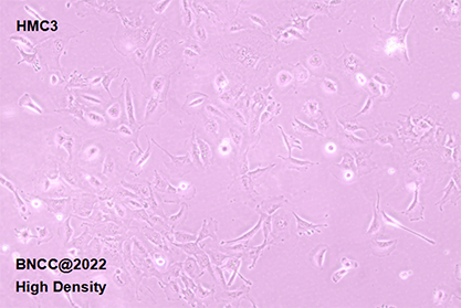 人小胶质细胞-北纳生物