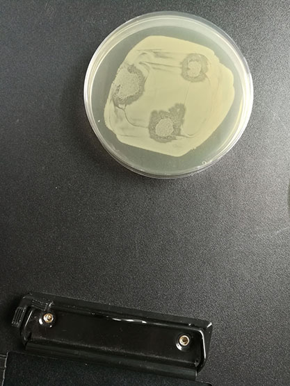 Escherichia coli bacteriophage Qbeta-BNCC