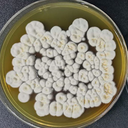 Penicillium guttulosum