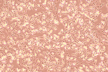 仓鼠卵巢细胞-北纳生物