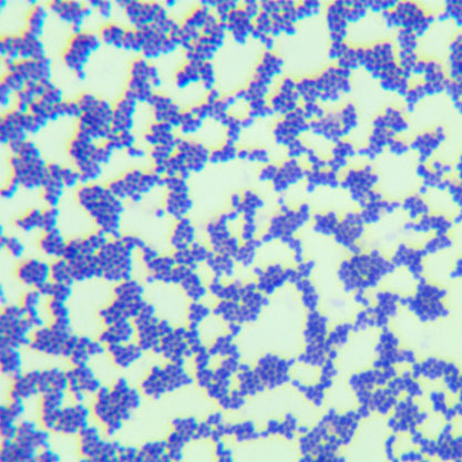 乳酸乳球菌NZ9000-伟业计量