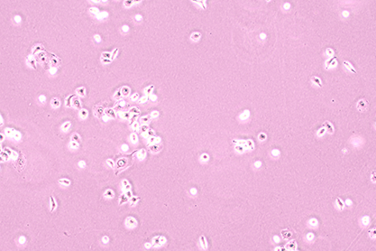 猪肾细胞-北纳生物