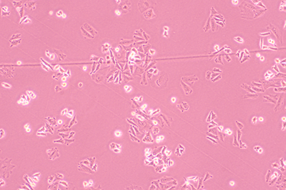 中国仓鼠卵巢细胞-北纳生物