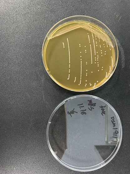 Levilactobacillus namurensis