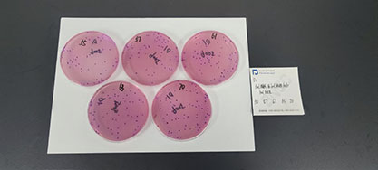 大肠菌群标准质控样品（平板计数法）