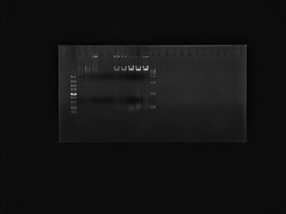 铜绿假单胞菌基因组DNA