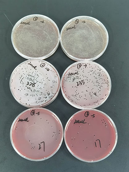 Group A Streptococcus Nucleic Acid Reference Material (Thermally Inactivated) (Strongly Positive)-BNCC