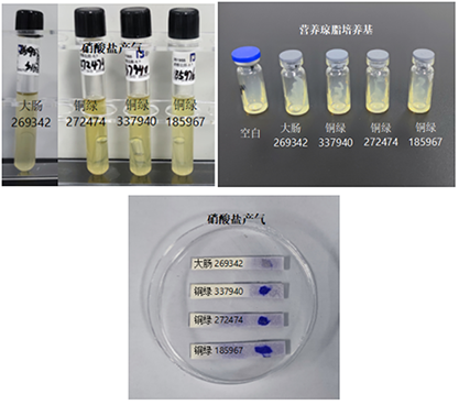 绿脓杆菌（铜绿假单胞菌）生化鉴定试剂盒