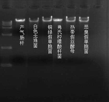 铜绿假单胞菌核酸标准质控品