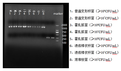 普通变形杆菌核酸参考品（热灭活）（强阳性）