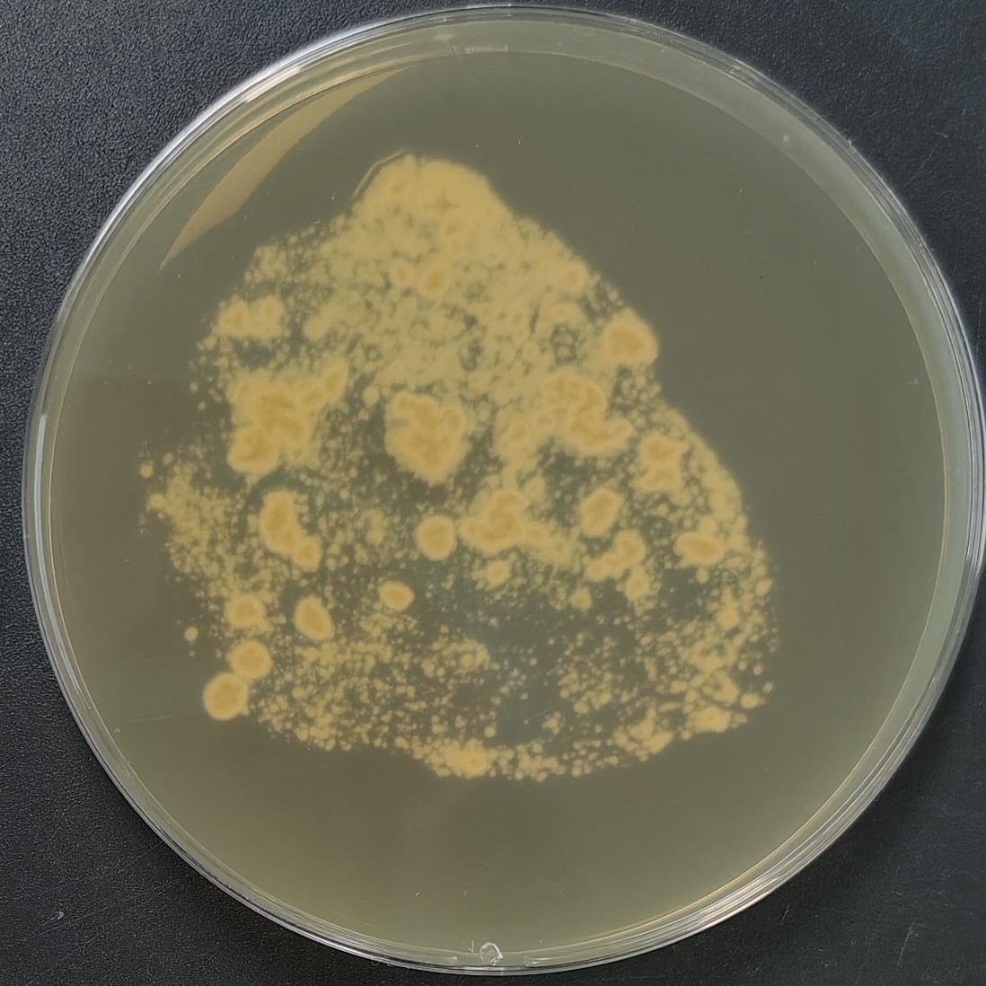 Cordyceps farinosa-伟业计量